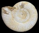 Perisphinctes Ammonite - Jurassic #54234-1